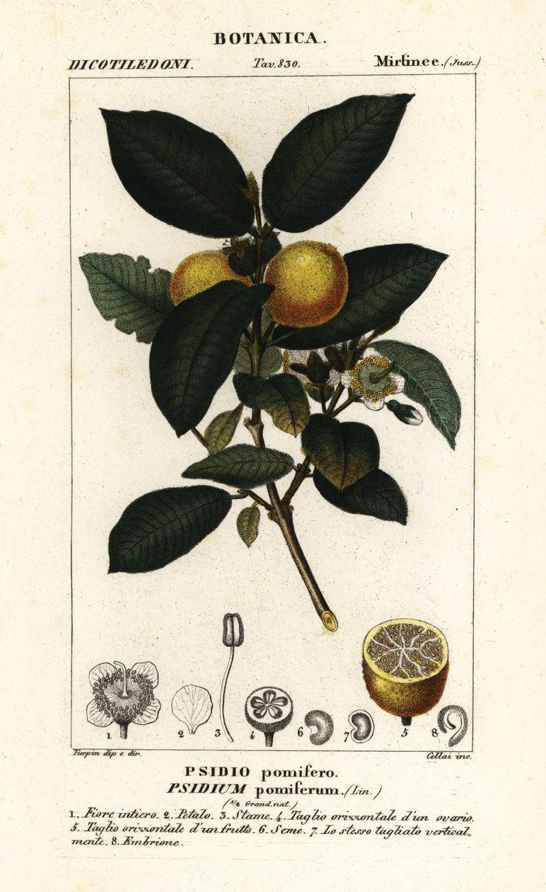 Almindelig guava, Psidium guajava af Stanghi Stanghi