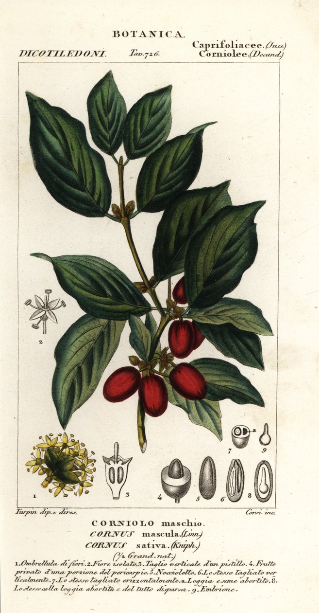 Cornelian kirsebær, Cornus mas af Stanghi Stanghi