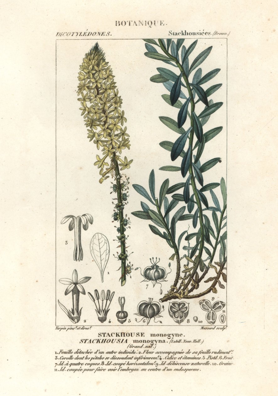 Cremet stearinlys, Stackhousia monogyna af Stanghi Stanghi