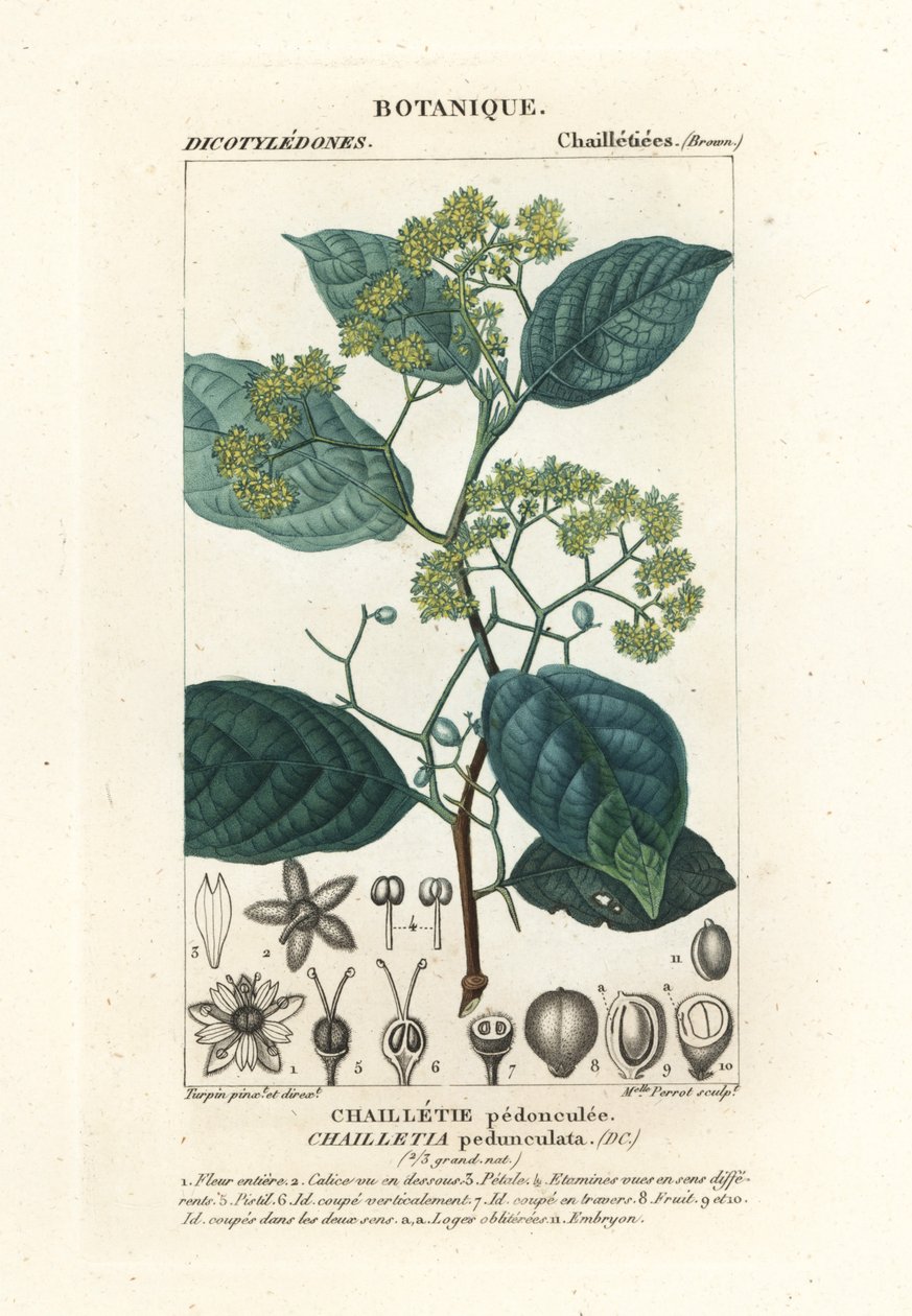 Dichapetalum pedunculate af Stanghi Stanghi