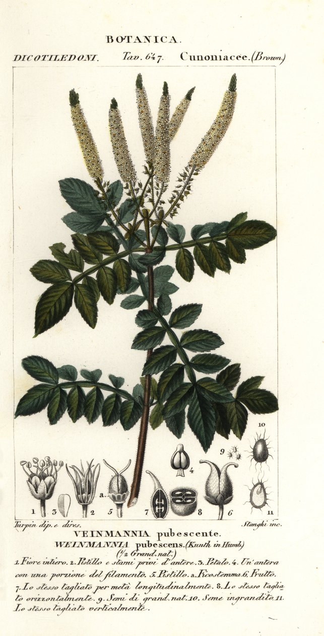 Encenillo, Weinmannia pubescens af Stanghi Stanghi
