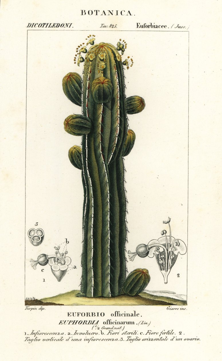 Euphorbia officinarum af Stanghi Stanghi
