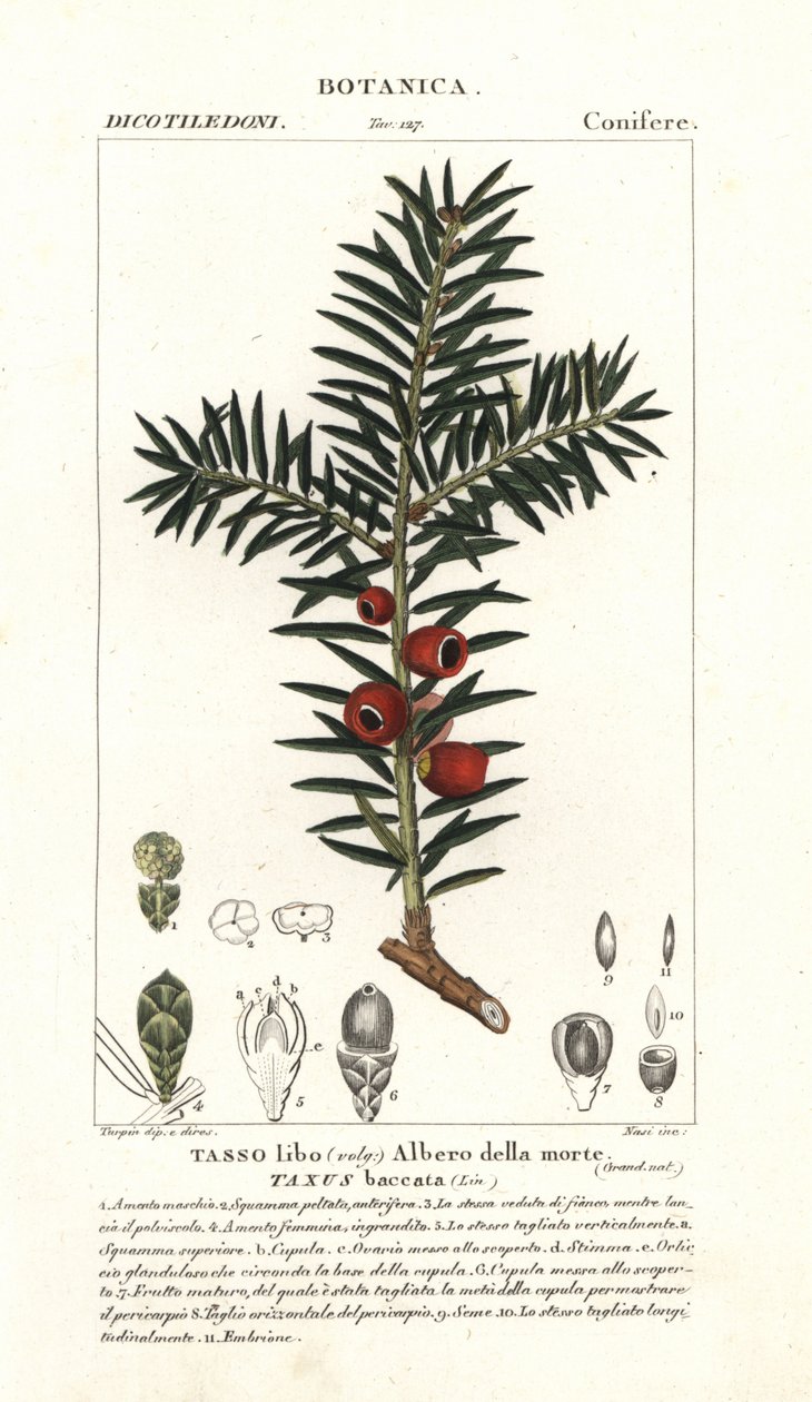 Europæisk taks, Taxus baccata af Stanghi Stanghi
