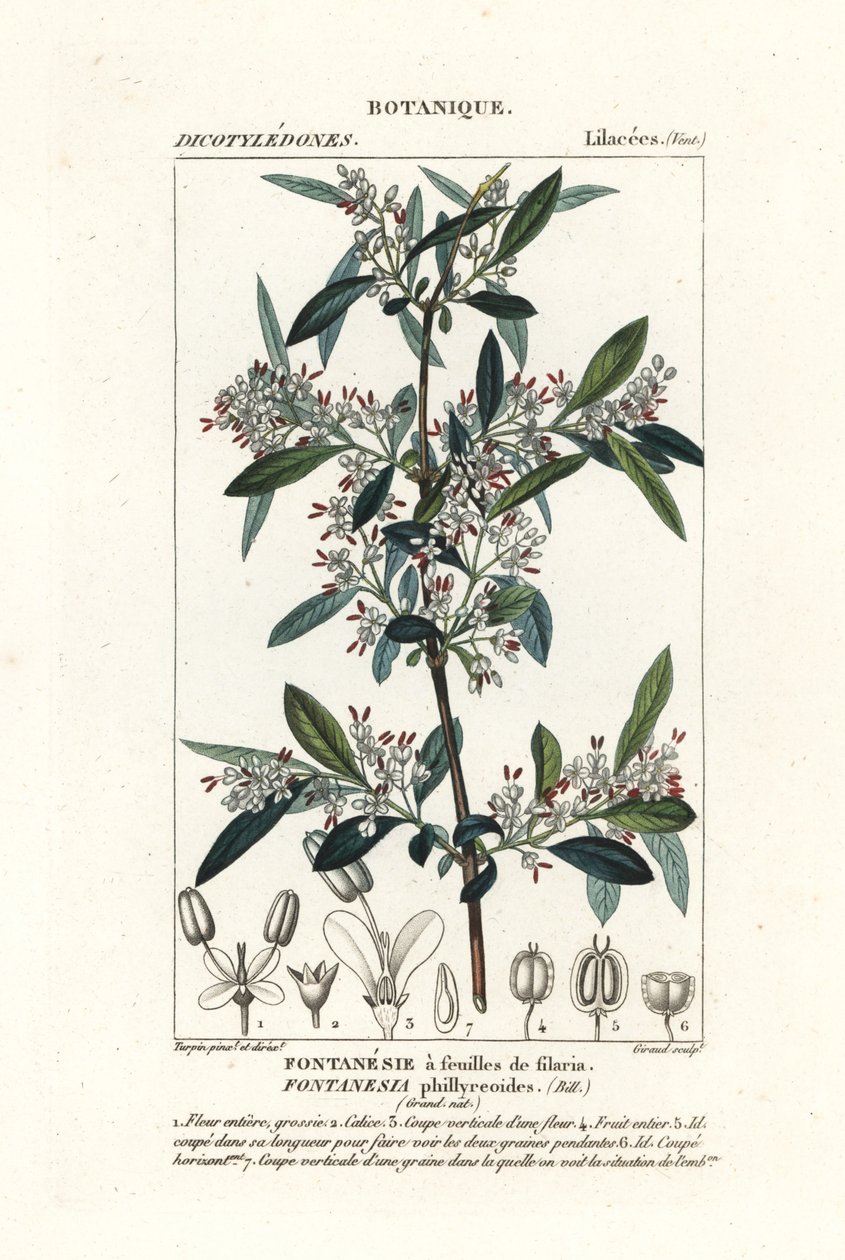 Fontanesia phillyreoides af Stanghi Stanghi