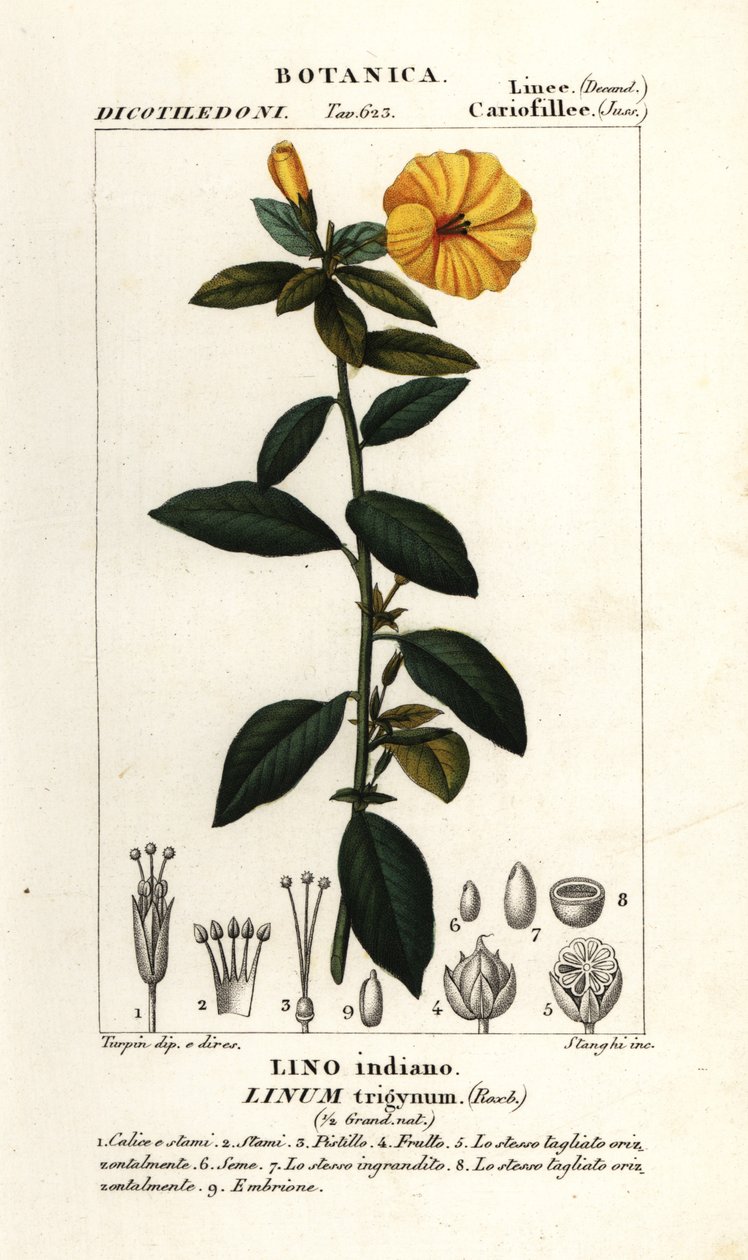Fransk hør, Linum trigynum af Stanghi Stanghi