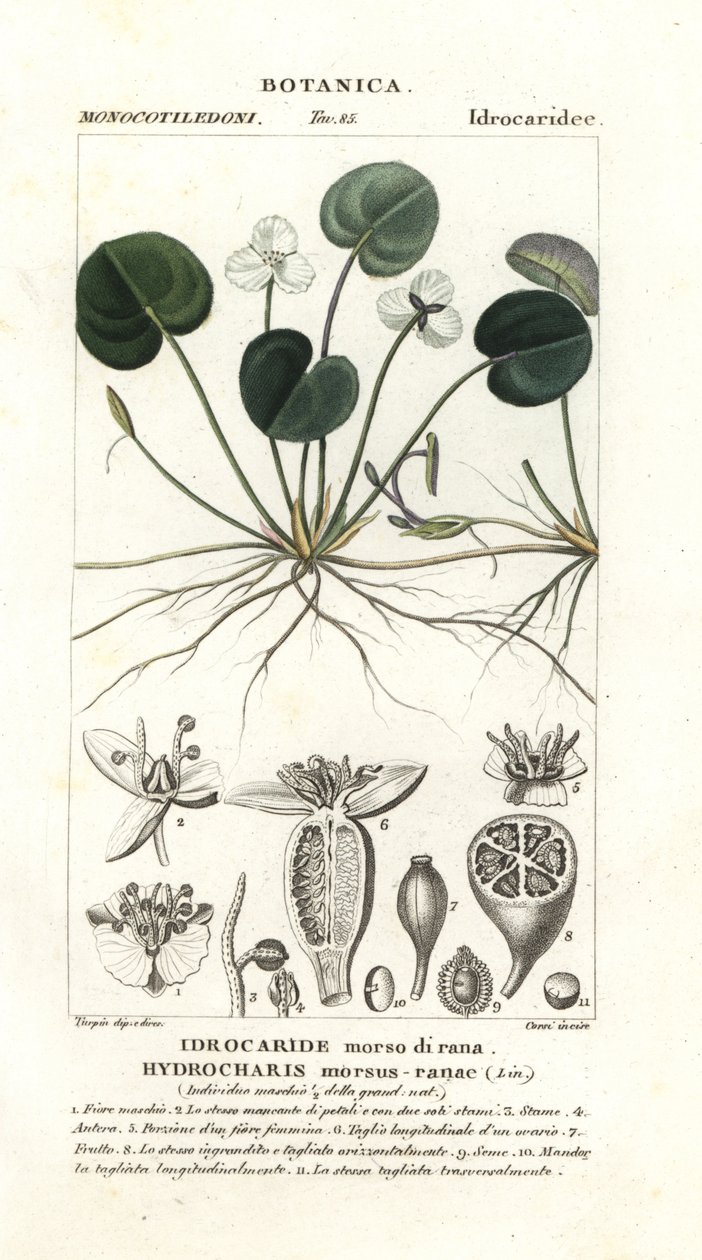Frogbit, Hydrocharis bide-frø af Stanghi Stanghi