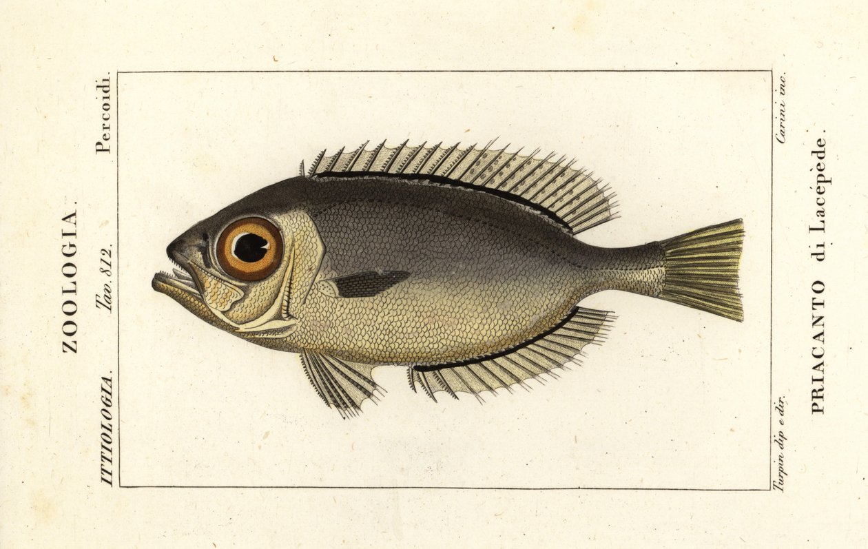 Glasøje store øjne, Heteropriacanthus cruentatus af Stanghi Stanghi