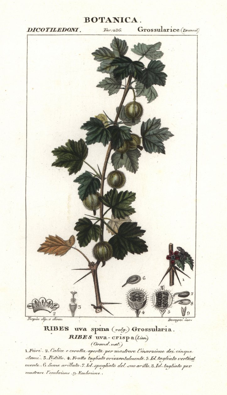 Stikkelsbær, Ribes uva-crispa af Stanghi Stanghi