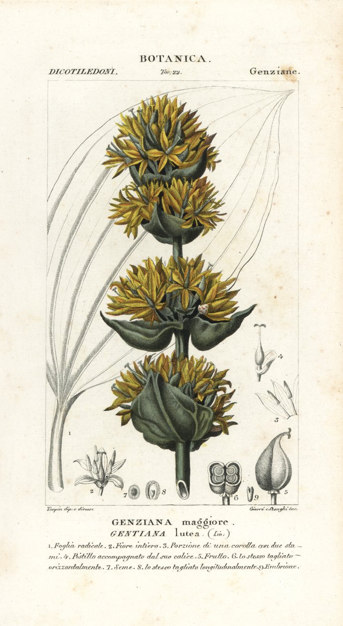 Stor gul ensian, Gentiana lutea af Stanghi Stanghi