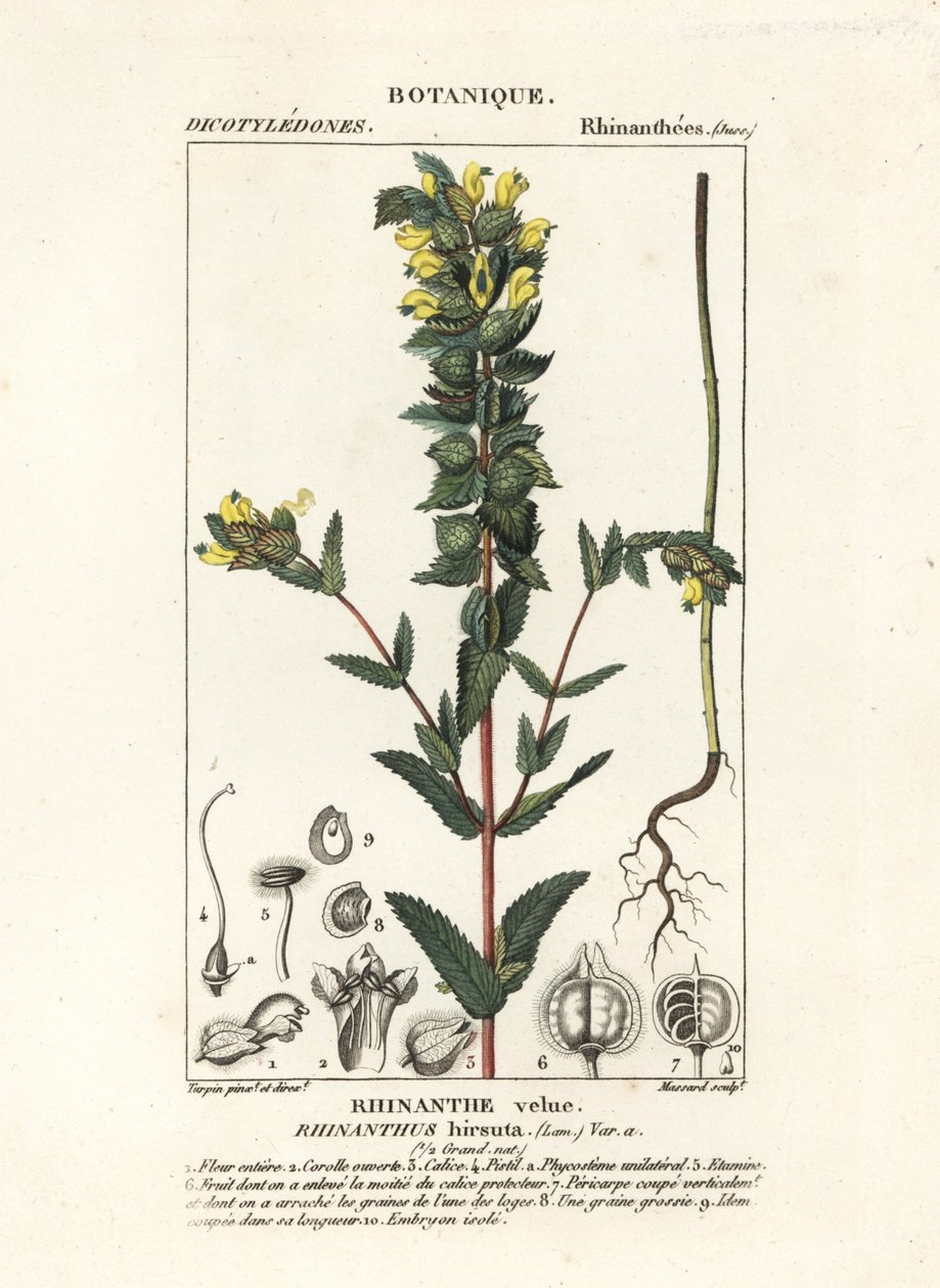 Større gul rangle, Rhinanthus alectorolophus af Stanghi Stanghi