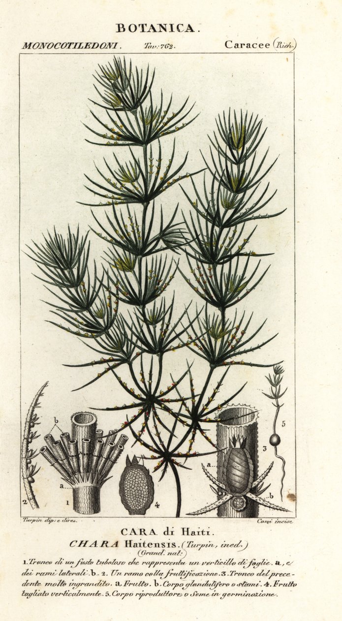 Grønalger, Chara hydensis af Stanghi Stanghi