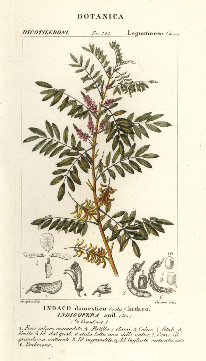 Guatemalansk indigo, Indigofera suffruticosa af Stanghi Stanghi