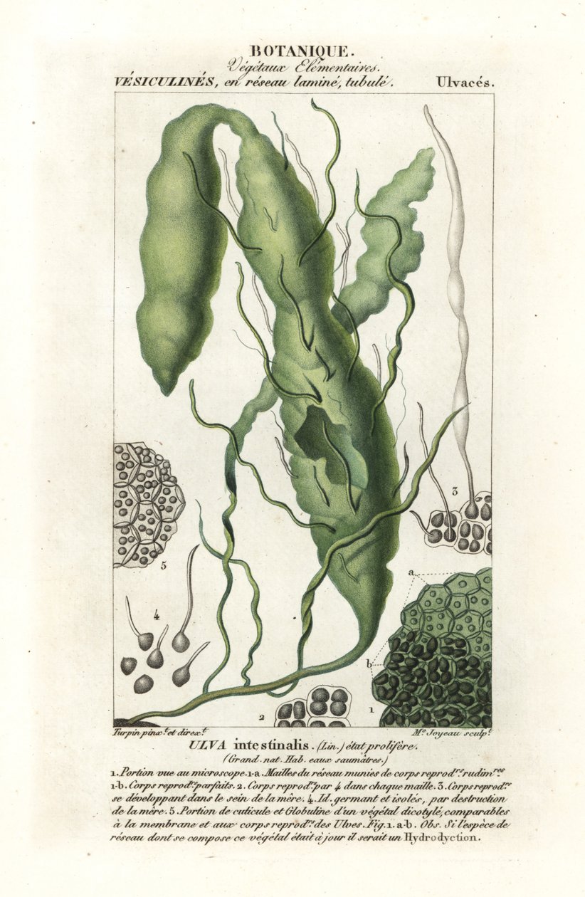 Tarm eller græstang, Ulva intestinalis af Stanghi Stanghi