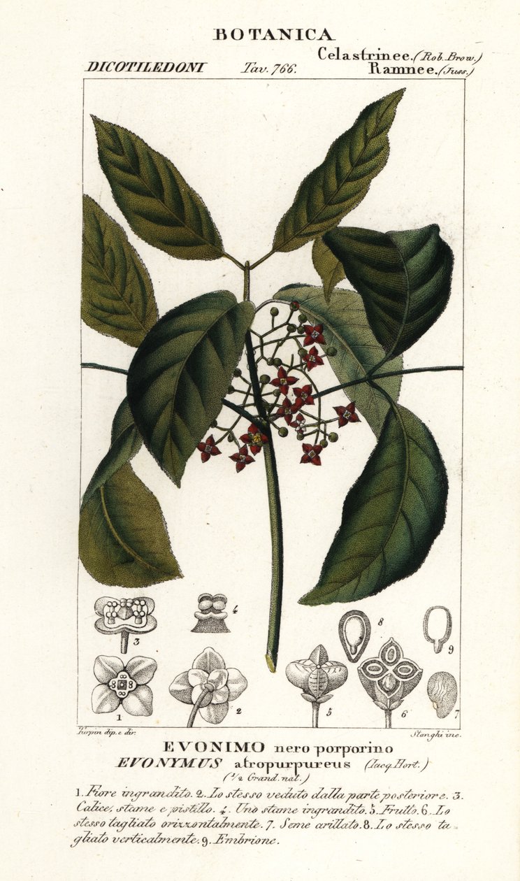 Hamiltons spindeltræ, Euonymus hamiltonianus af Stanghi Stanghi