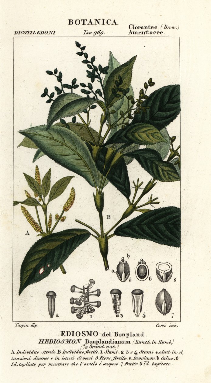 Hedyosmum bonplandianum af Stanghi Stanghi