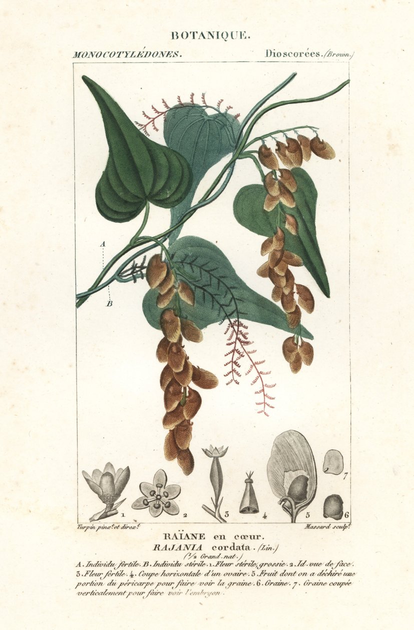 Himbertræ, Rajania cordata af Stanghi Stanghi
