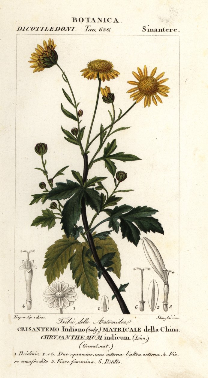 Indisk krysantemum, Chrysanthemum indicum af Stanghi Stanghi