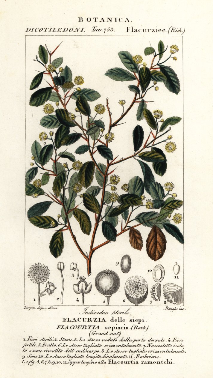 Indisk blomme, Flacourtia indica af Stanghi Stanghi