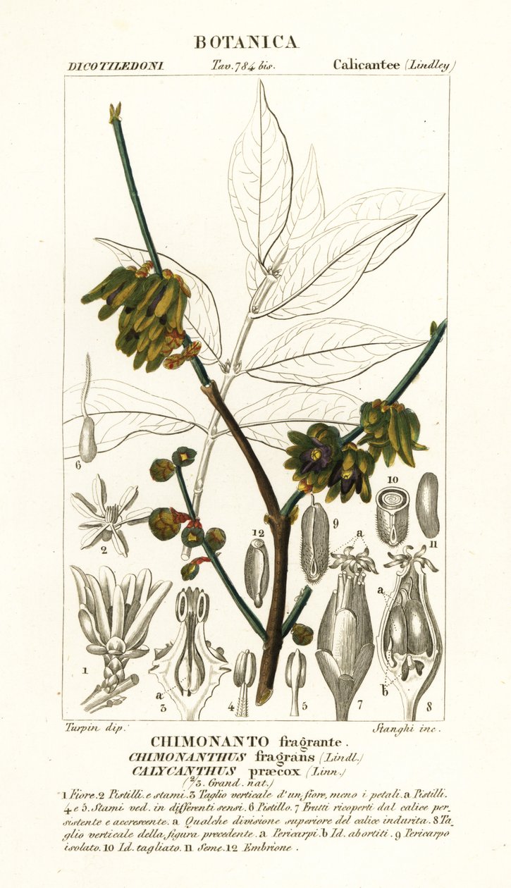 Japansk allehånde, Chimonanthus praecox af Stanghi Stanghi