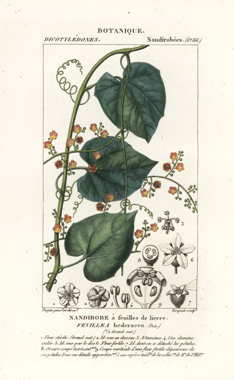 Javillo eller modgift kakon, Fevillea cordifolia af Stanghi Stanghi