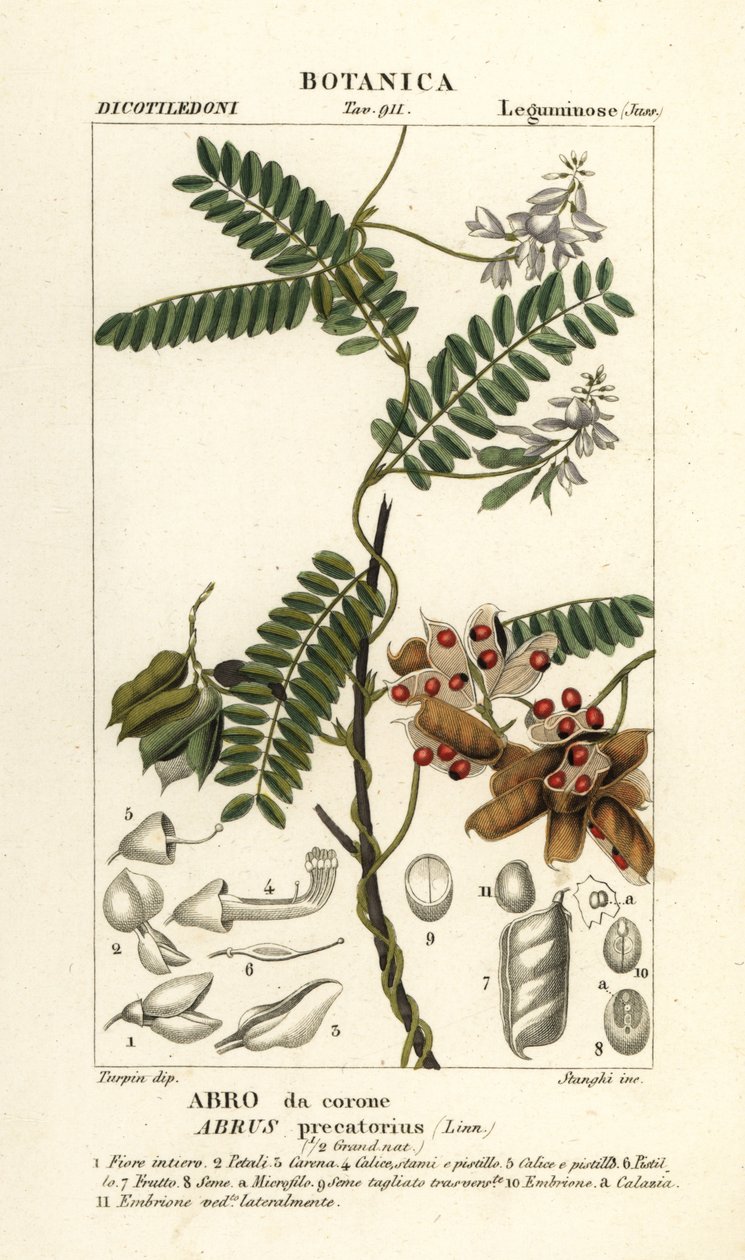 Jequirity bønne eller rosenkransært, Abrus precatorius af Stanghi Stanghi