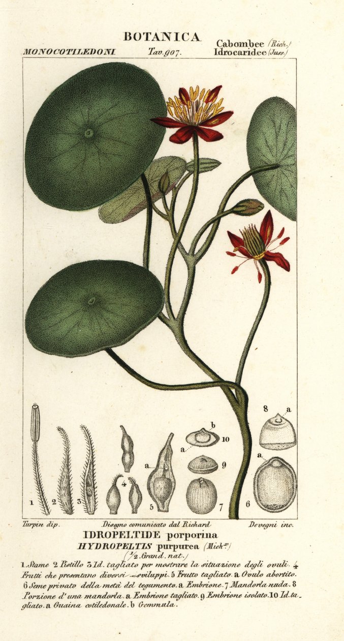 Junsai, Brasenia schreberi af Stanghi Stanghi
