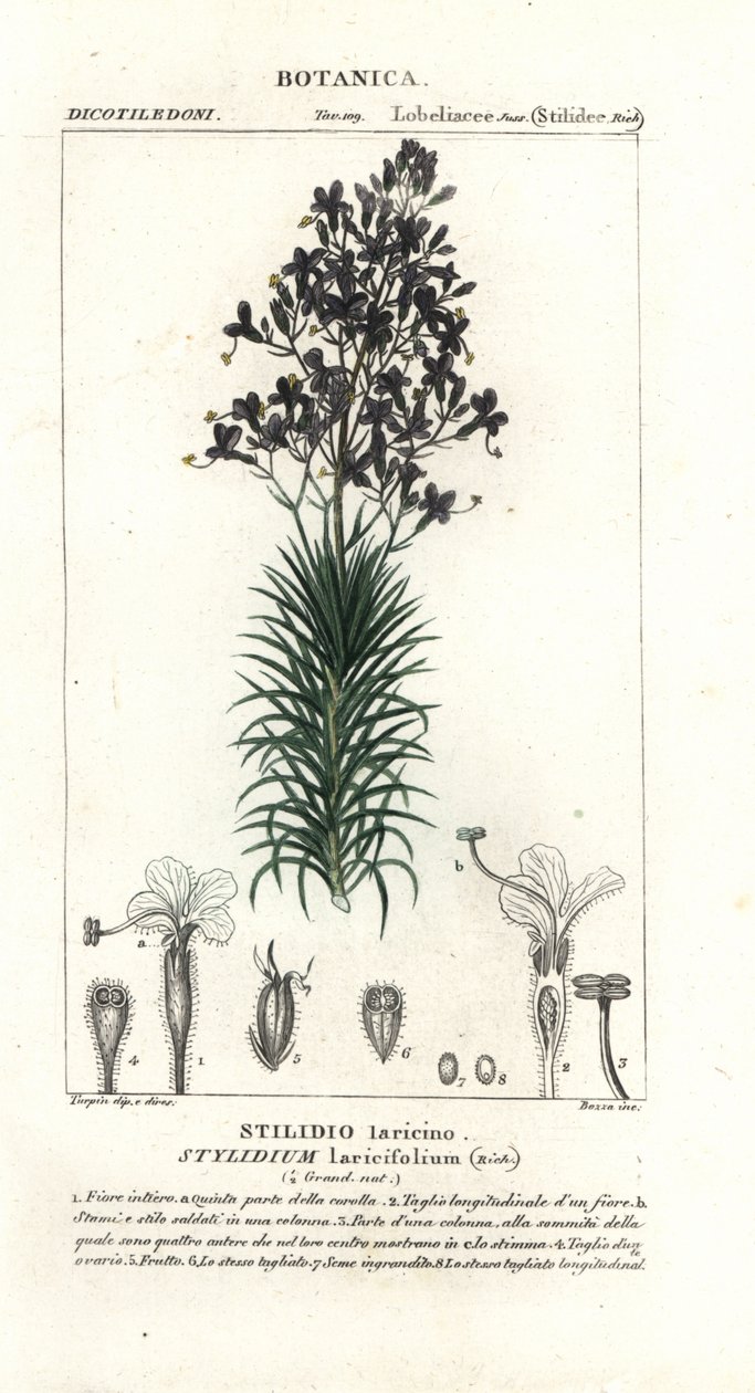 Lærkeblad eller træudløserplante, Stylidium laricifolium af Stanghi Stanghi
