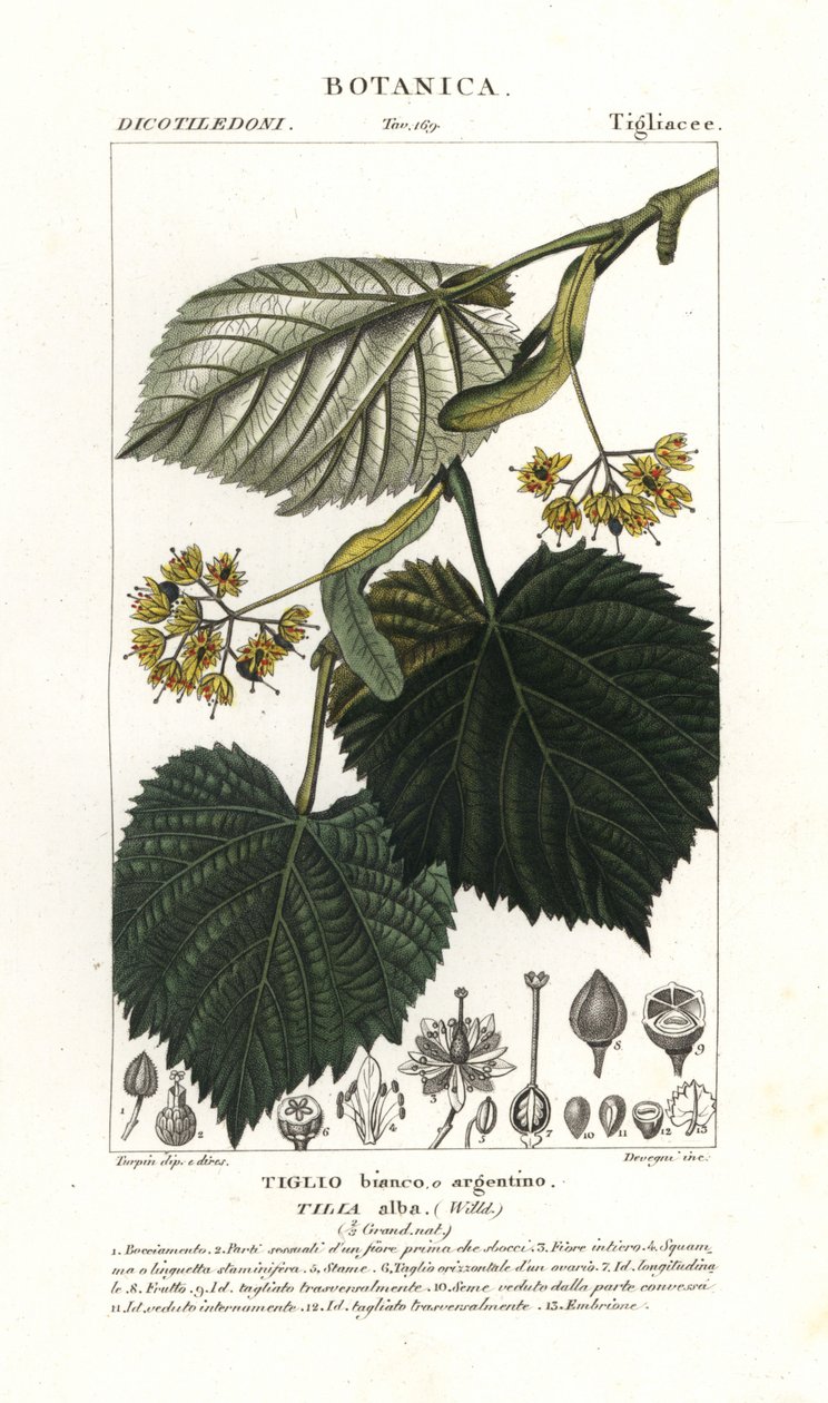 Lindetræ eller lindetræ, Tilia alba af Stanghi Stanghi
