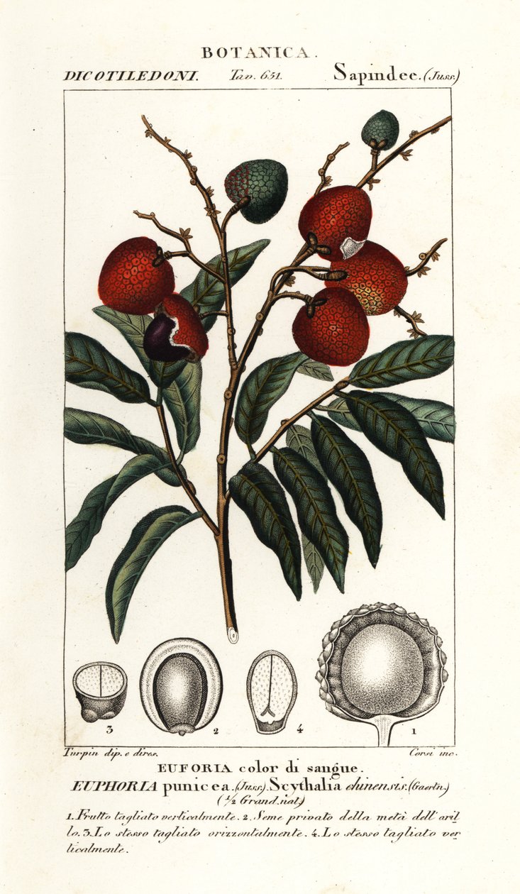 Litchi frugt, Litchi chinensis af Stanghi Stanghi