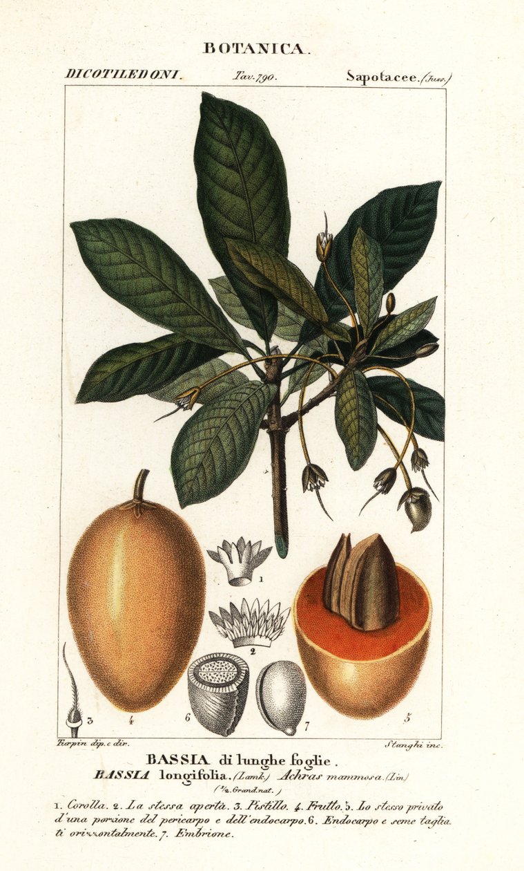Mahuwa træ, Madhuca longifolia af Stanghi Stanghi