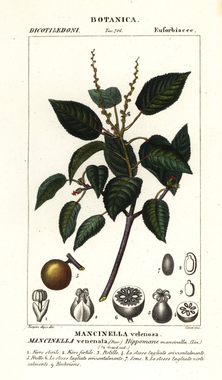 Manchineel eller strandæbletræ, Hippomane mancinella af Stanghi Stanghi