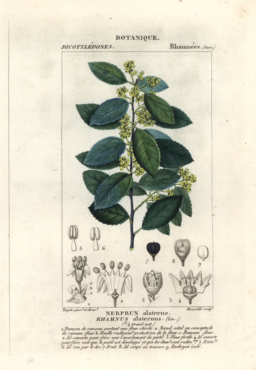 Middelhavstorn, Rhamnus alaternus af Stanghi Stanghi