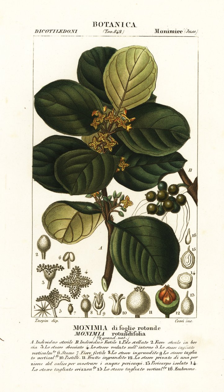 Monimia rotyndifolia af Stanghi Stanghi