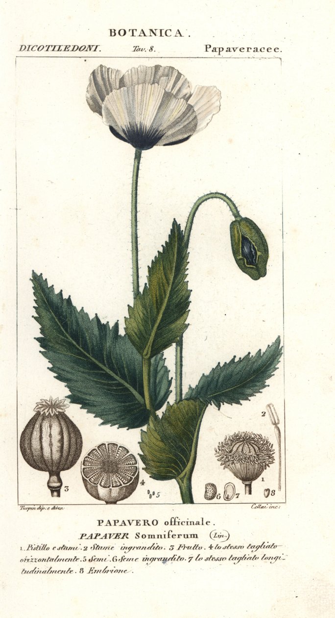 Opiumsvalmue, Popaver søvnig, Popavero officinale af Stanghi Stanghi