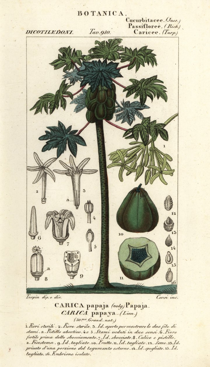 Papaya, papaw eller pawpaw træ og frugt, Carica papaya af Stanghi Stanghi