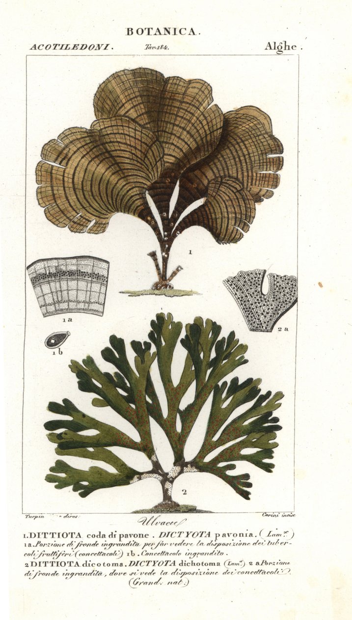 Påfuglehale, Padina pavonica 1 og Dictyota dichotoma 2 af Stanghi Stanghi