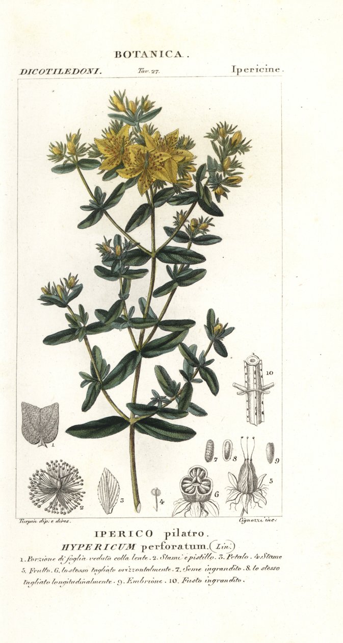 Perforeret perikon, Hypericum perforatum af Stanghi Stanghi