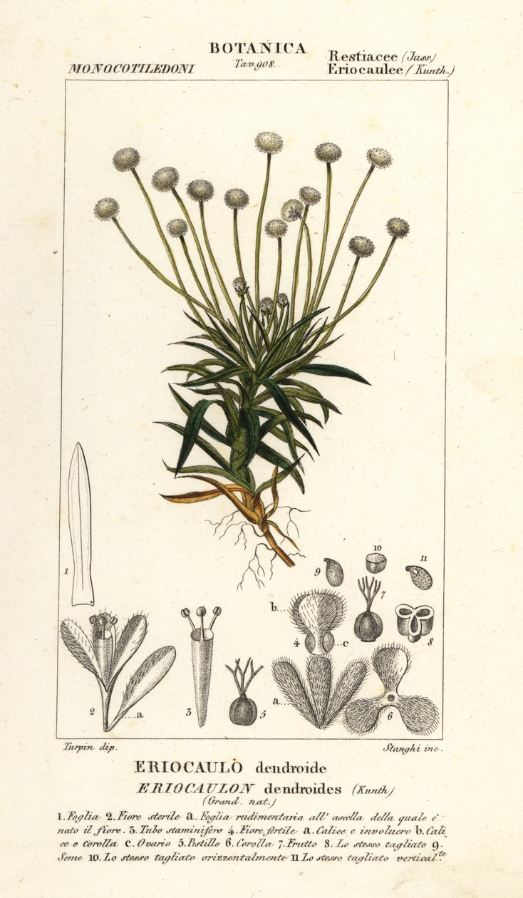 Pibewort, Paepalanthus dendroides af Stanghi Stanghi