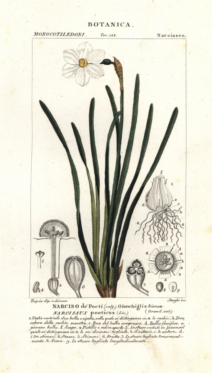 Digterens påskelilje, Narcissus poeticus af Stanghi Stanghi