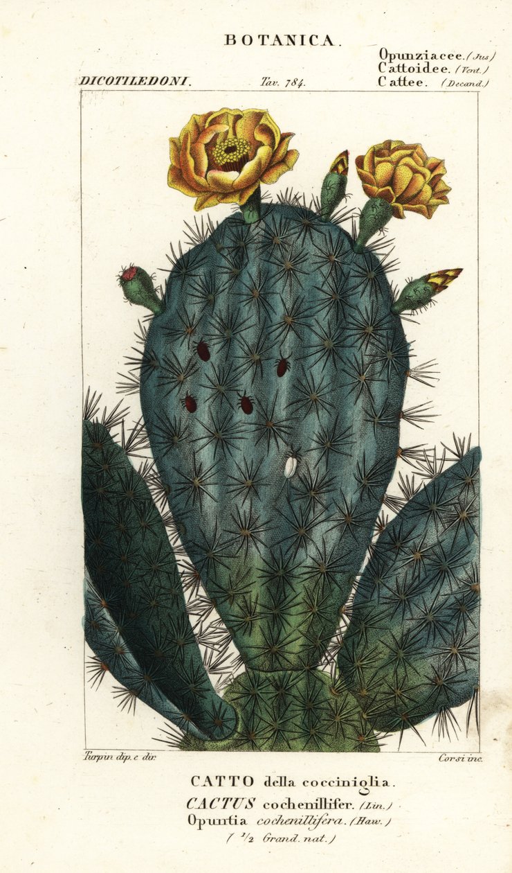 Kaktus, Nopalea cochenillifera af Stanghi Stanghi