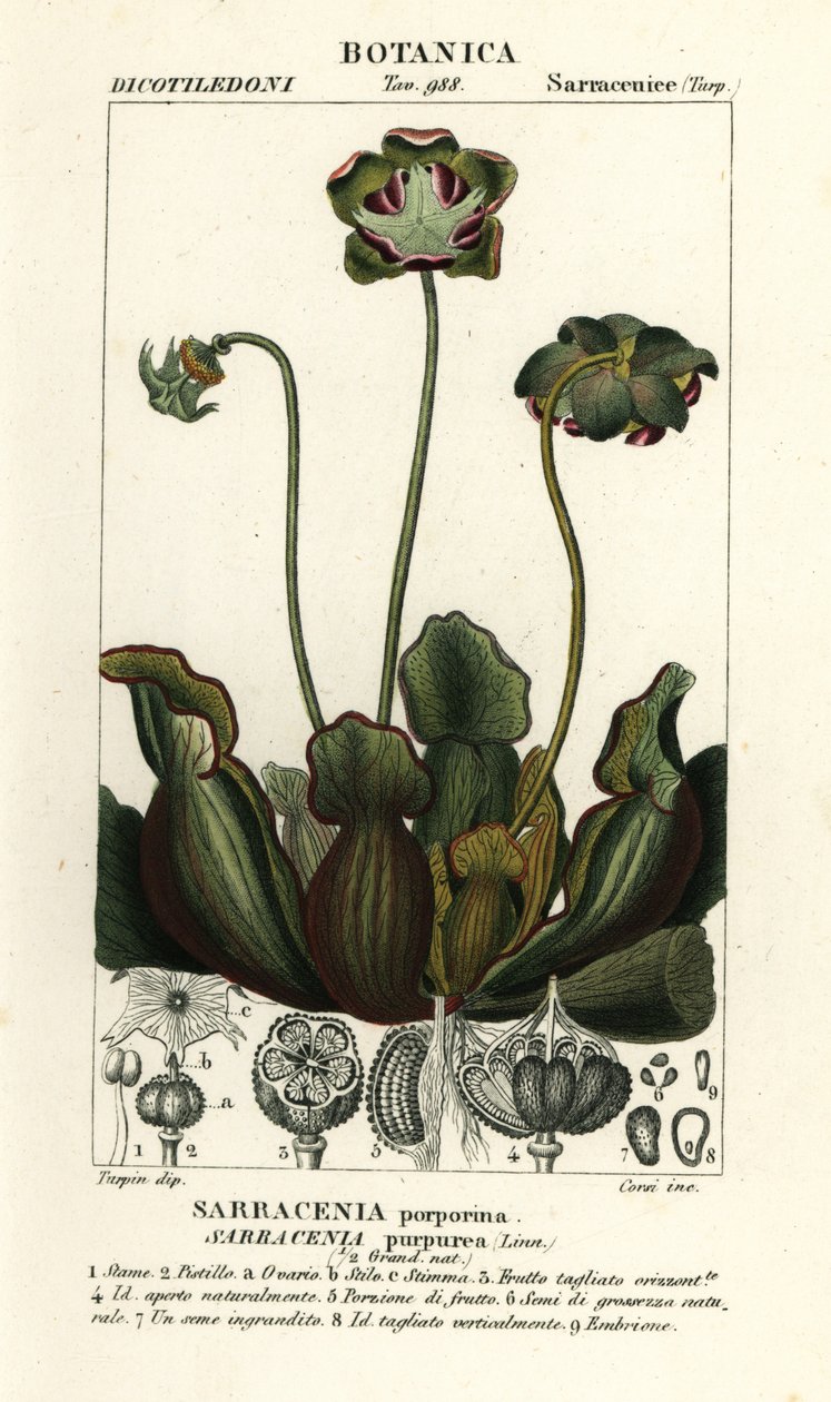 Lilla kandeplante, Sarracenia purpurea af Stanghi Stanghi