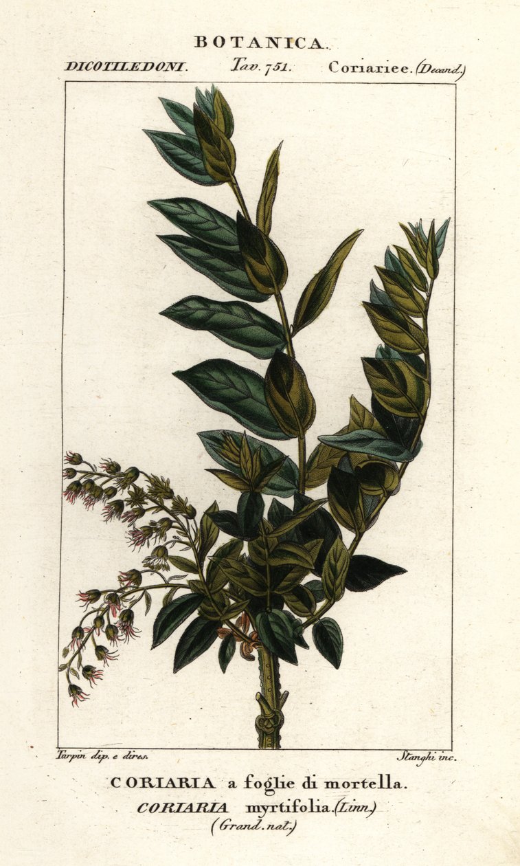 Redoul træ, Coriaria myrtifolia af Stanghi Stanghi