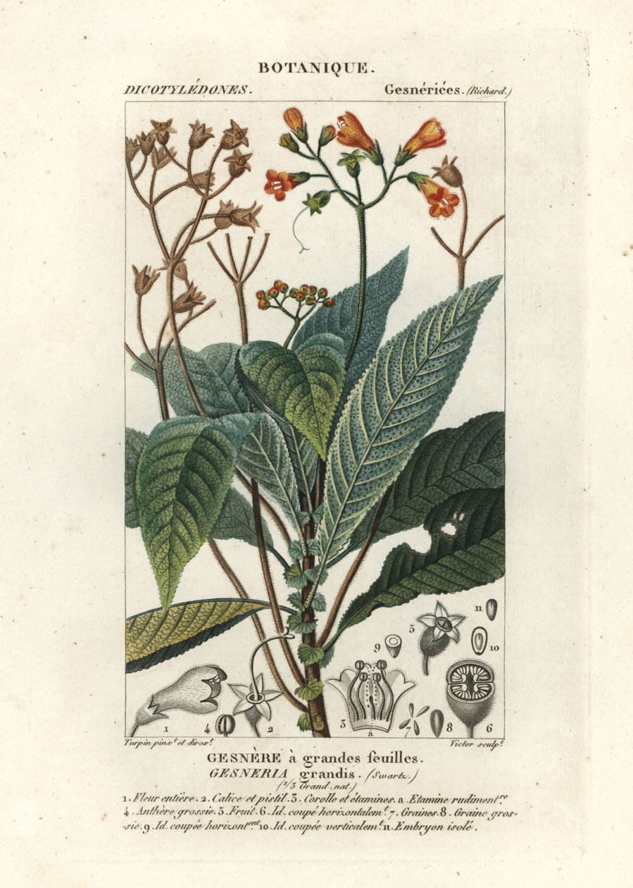 Rhytidophyllum grande af Stanghi Stanghi