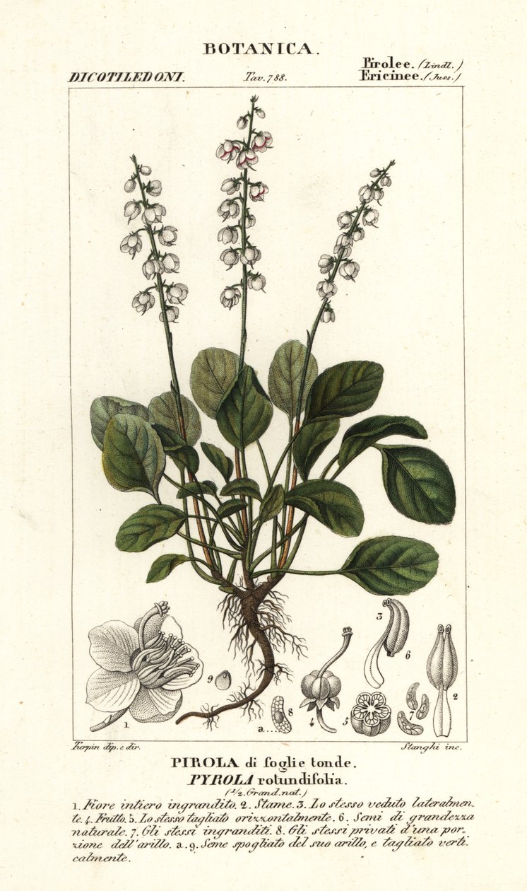 Rundbladet vintergrøn, Pyrola rotundifolia af Stanghi Stanghi