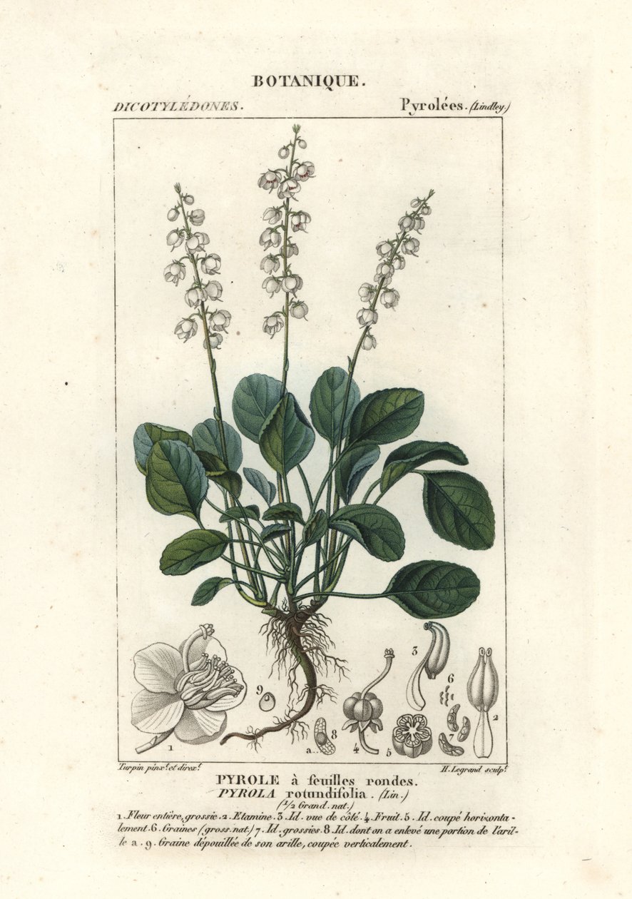 Rundbladet vintergrøn, Pyrola rotundifolia af Stanghi Stanghi