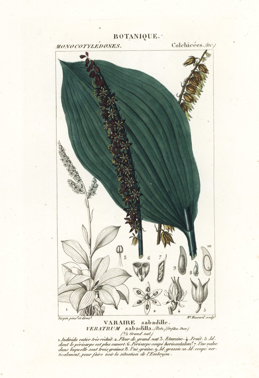 Sabadilla, Schoenocaulon officinale af Stanghi Stanghi