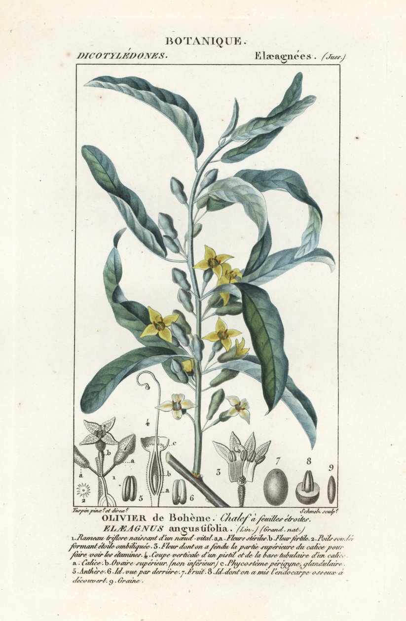 Sølvbær eller oleaster, Elaeagnus angustifolia af Stanghi Stanghi
