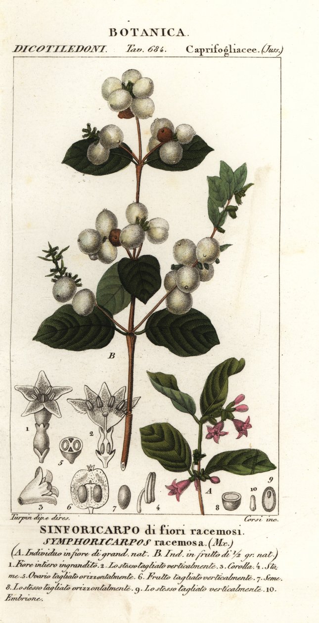 Sanouberi, Cymphoria rasamosa af Stanghi Stanghi