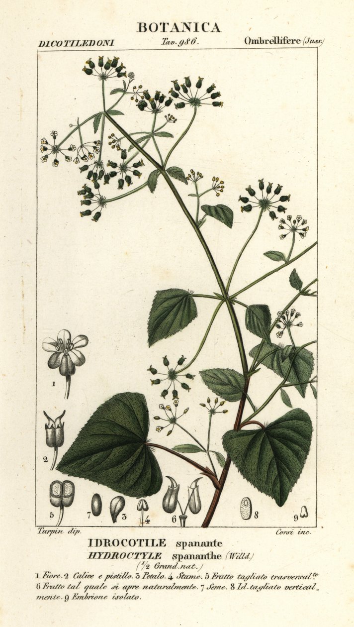 Spananthe paniculata Hydrocotyle spananthe, Idrocotile spanante af Stanghi Stanghi