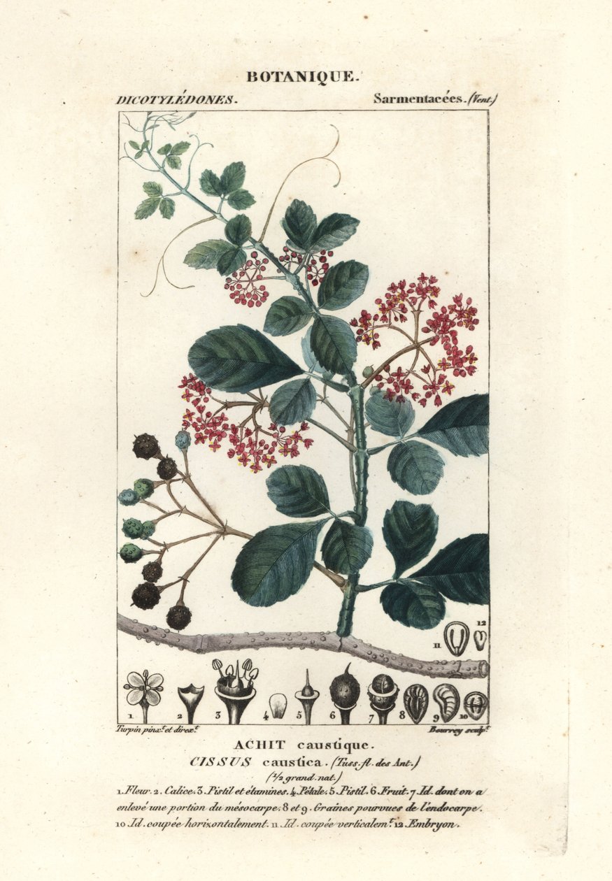 Skebladtrebine, Cissus obovata af Stanghi Stanghi
